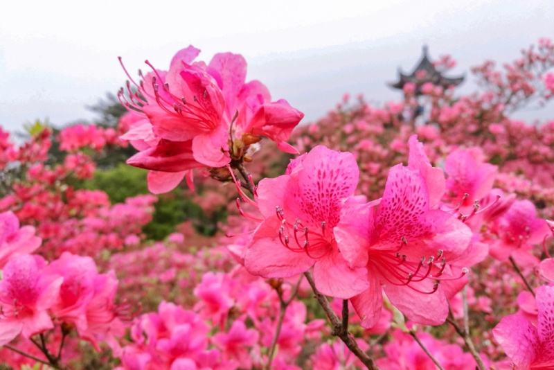 龟峰山