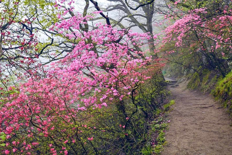 马鬃岭