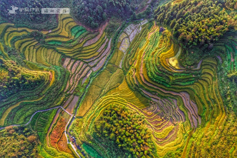 紫鹊界