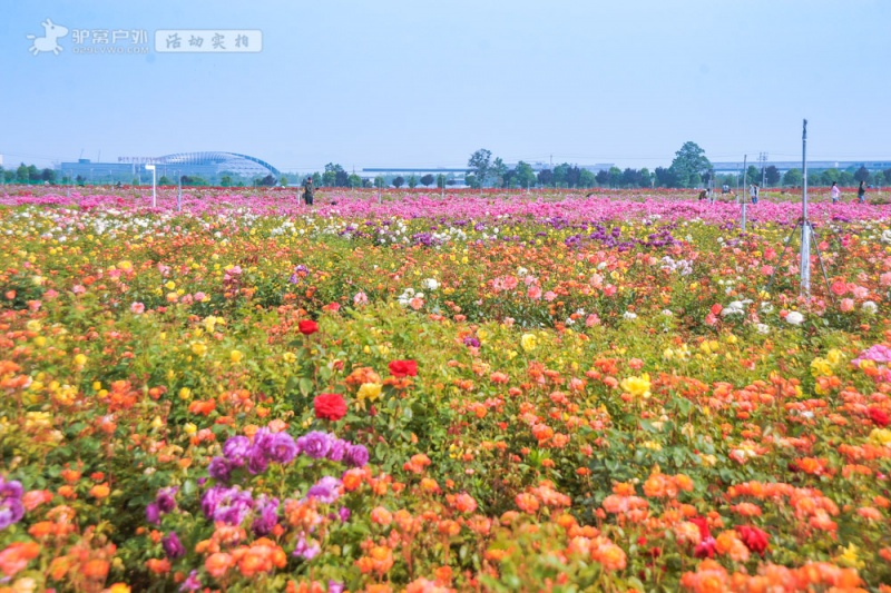 DSC_云间花境实拍9175