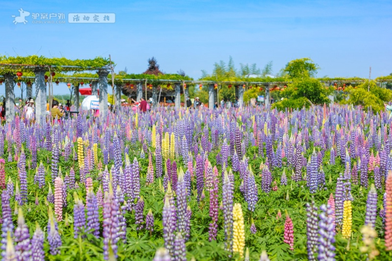 鲁冰花实拍