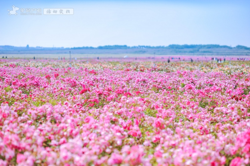 云间花境实拍