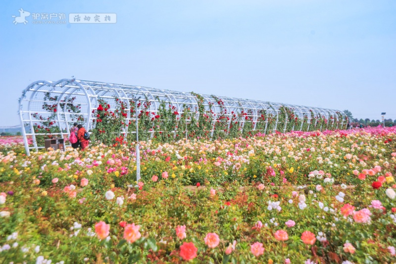 DSC_9186云间花境实拍