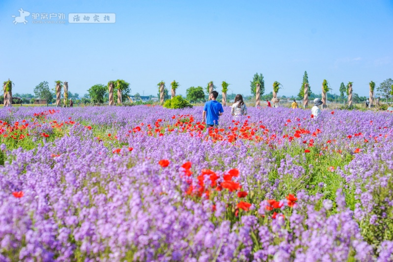 鲁冰花实拍