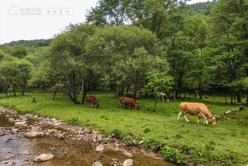 大水川