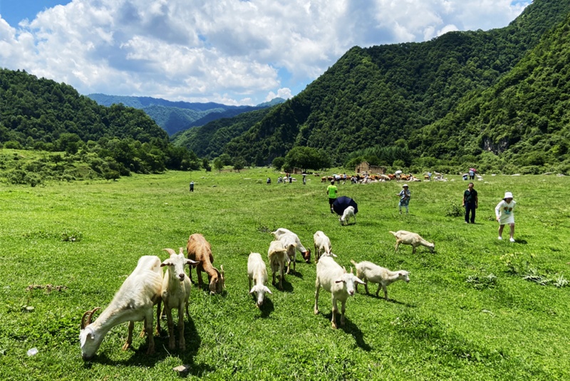 狮子沟牧场