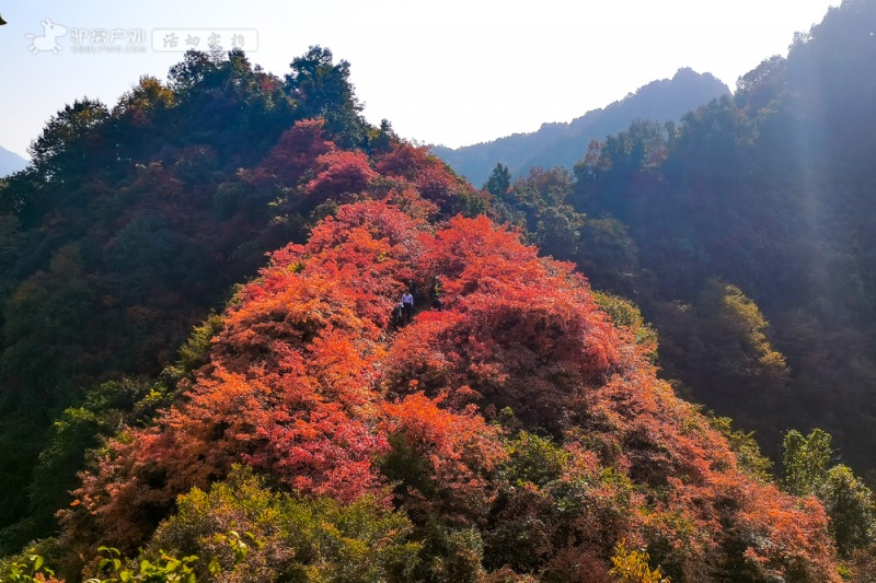 团标峪红叶 团标峪红叶