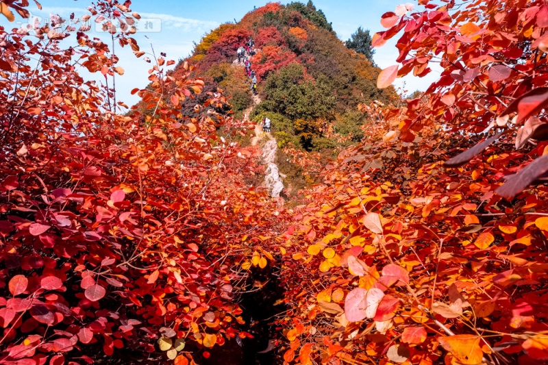 团标峪红叶 团标峪红叶