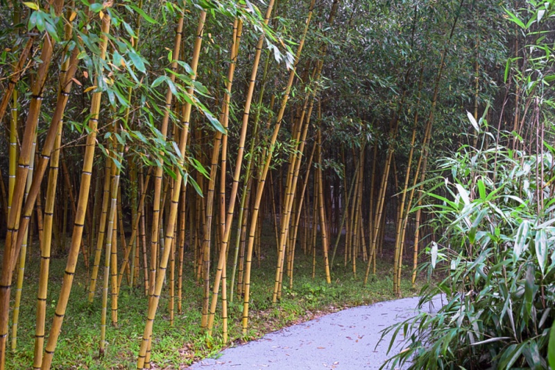 百竹园 (5)