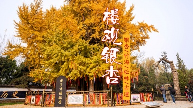 【千年银杏观楼观古建+四宝园】11月20日/21日/22日/23日千年银杏 问道终南楼观 秦岭四宝园 偶遇网红七仔 1日