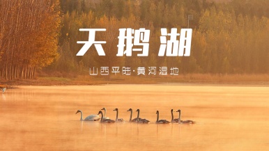 【赏天鹅季| 平陆天鹅湖】11月20日/22日/23日 行摄山西平陆天鹅湖 探秘陕州地坑院 1日游