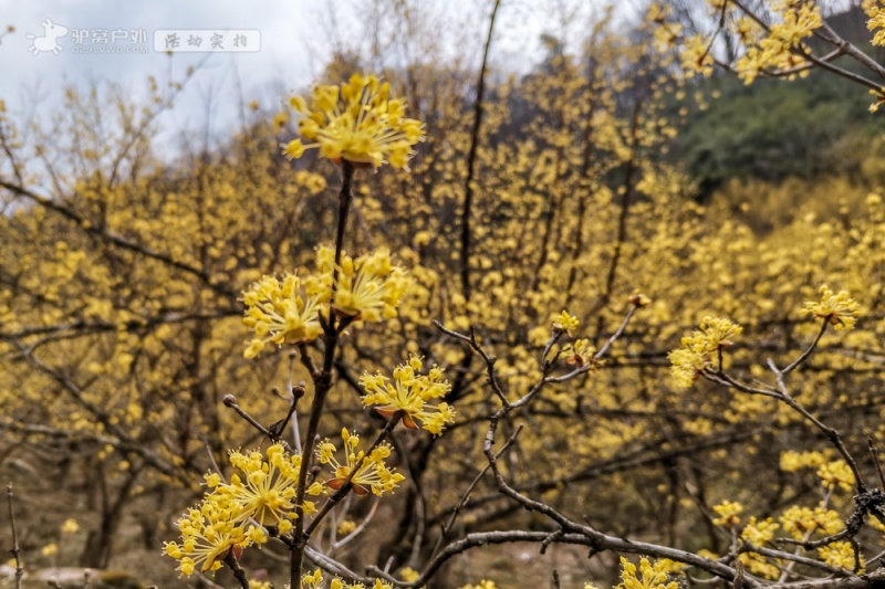 茱萸花