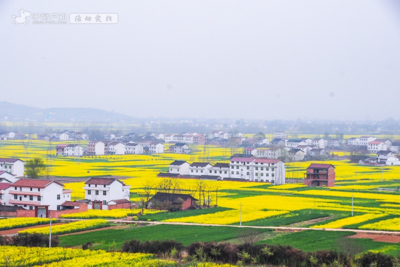 汉中油菜花