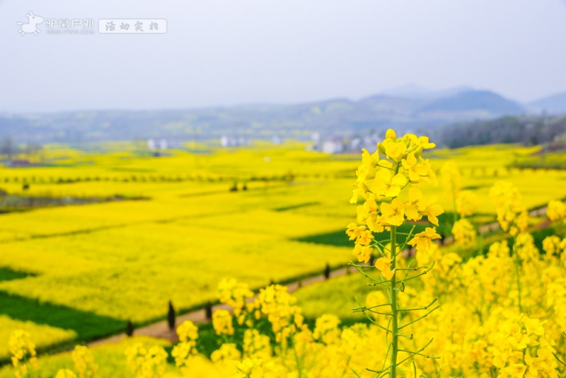 汉中油菜花