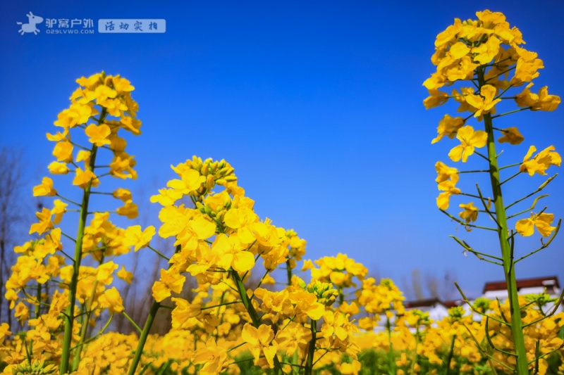 洋县油菜花