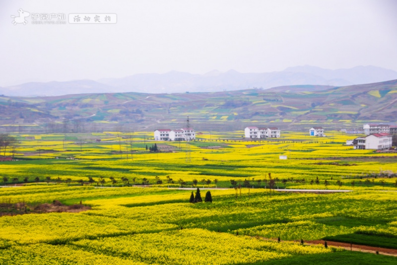 汉中油菜花