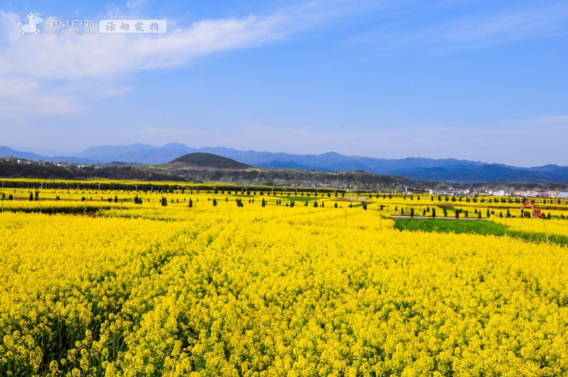 洋县油菜花