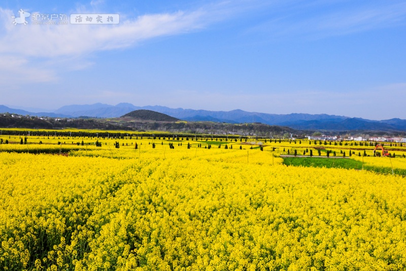 汉中油菜花