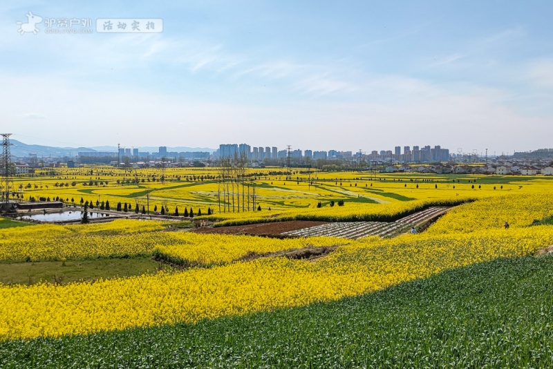 汉中油菜花