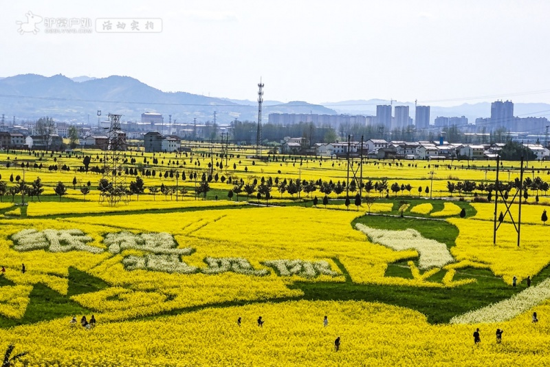 汉中油菜花