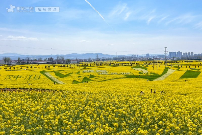 洋县油菜花