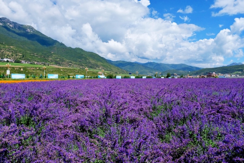 松潘薰衣草基地