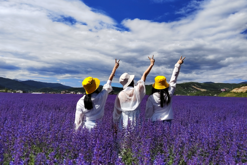 松潘薰衣草基地