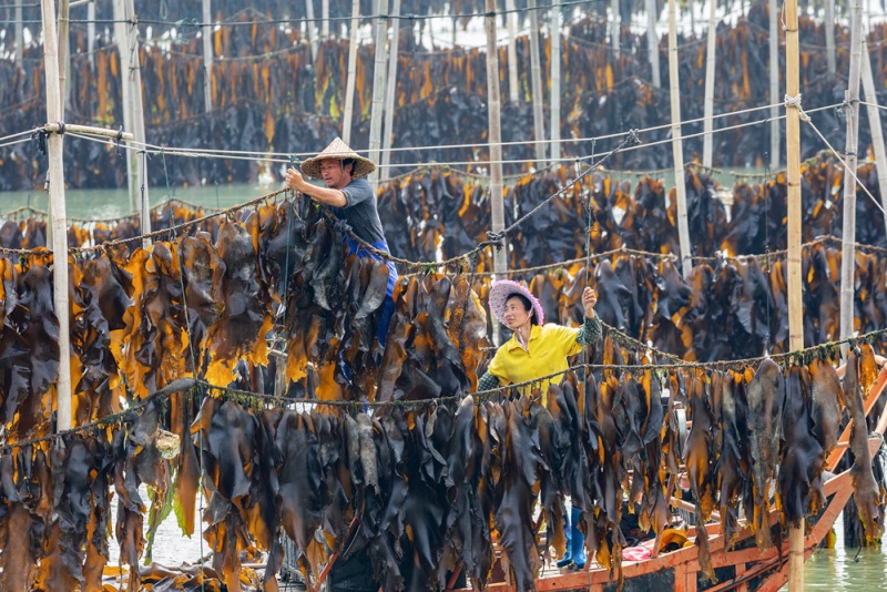 白鹭村海带