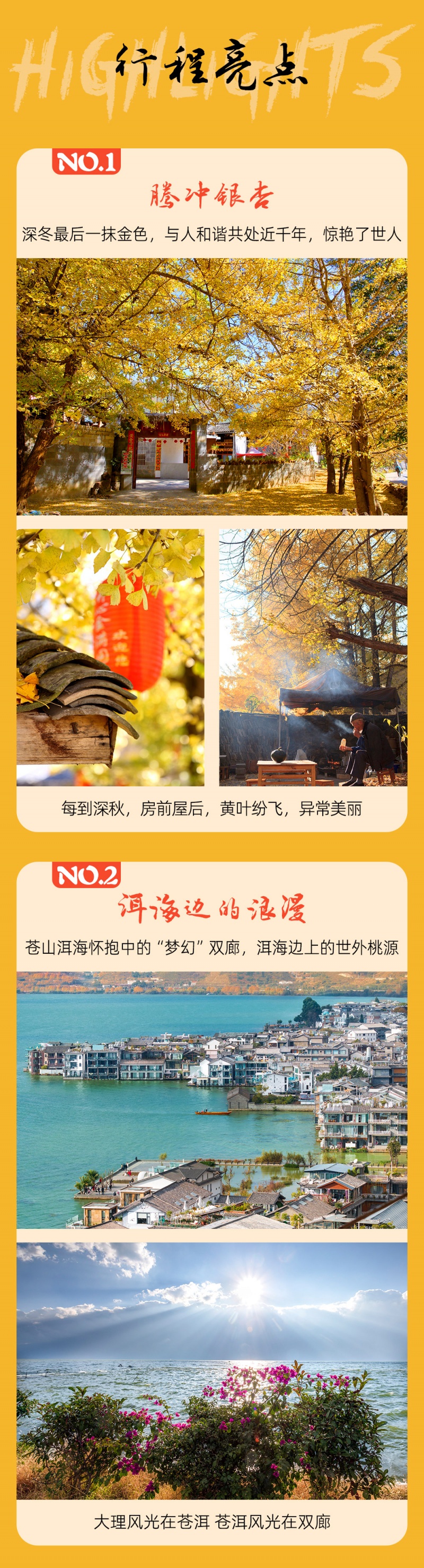 滇西南-腾冲银杏-亮点图-2023-5
