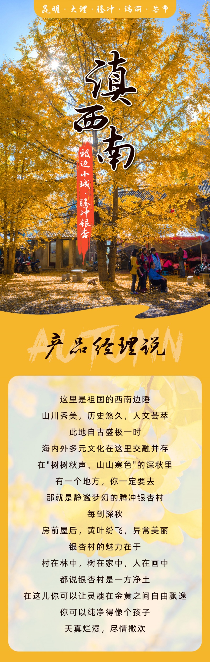 滇西南-腾冲银杏-亮点图-2023-1