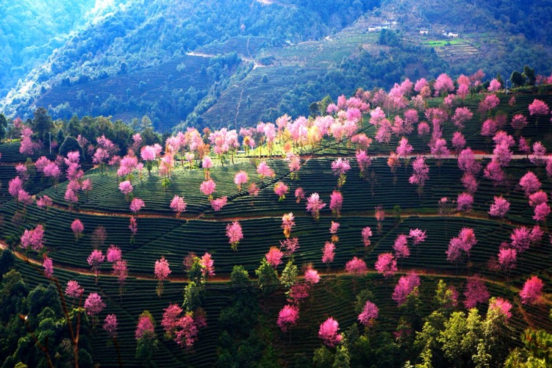 无量山冬樱花