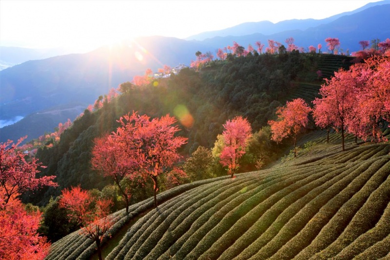 无量山冬樱花