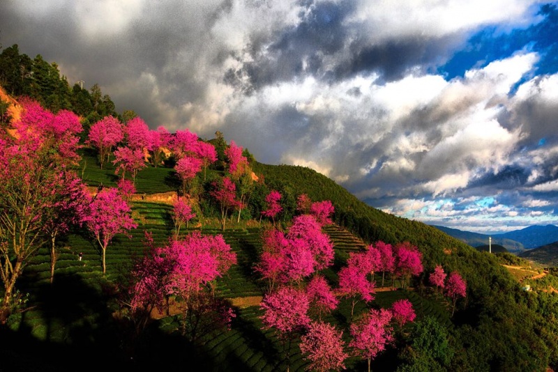 无量山冬樱花