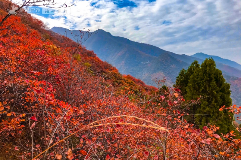 塔坪红叶