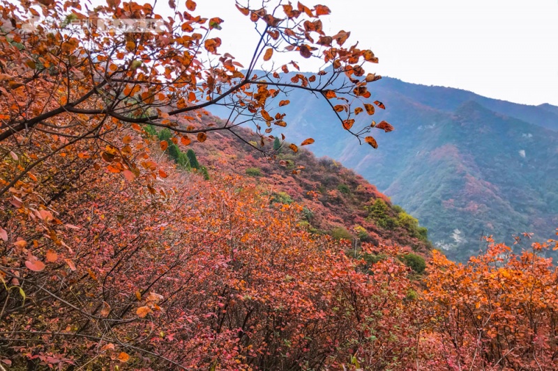 塔坪红叶