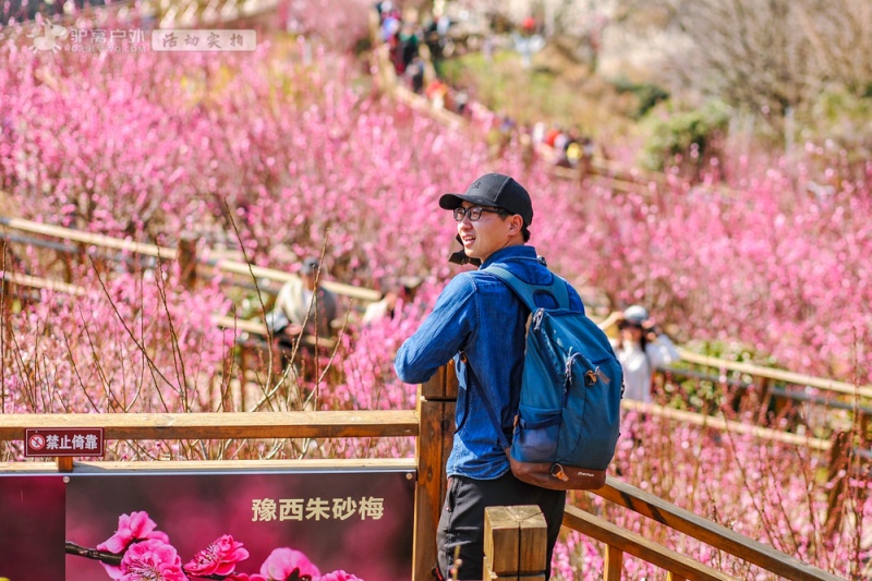 子午梅园实拍
