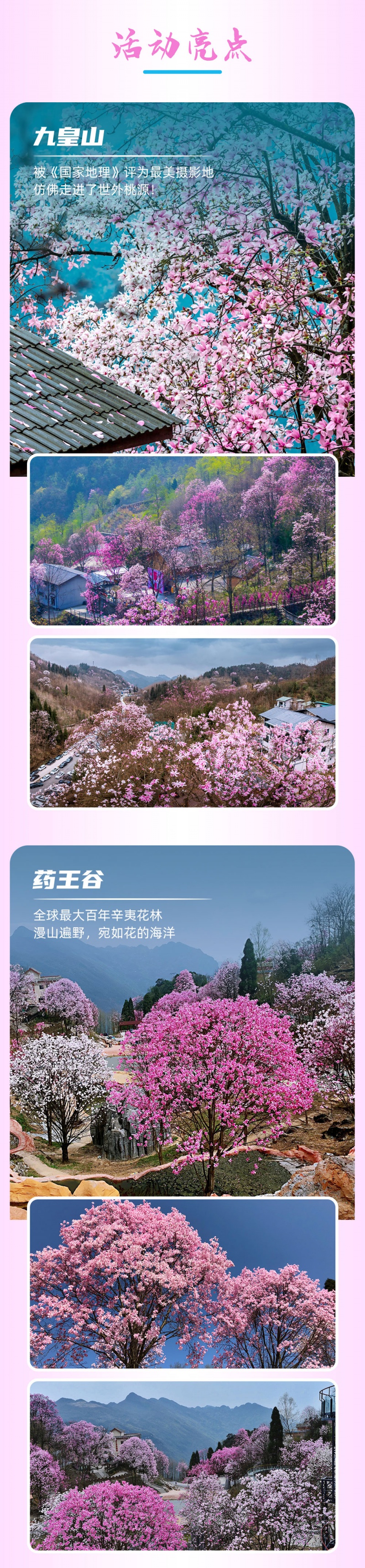 辛夷花开-亮点图-2024-3