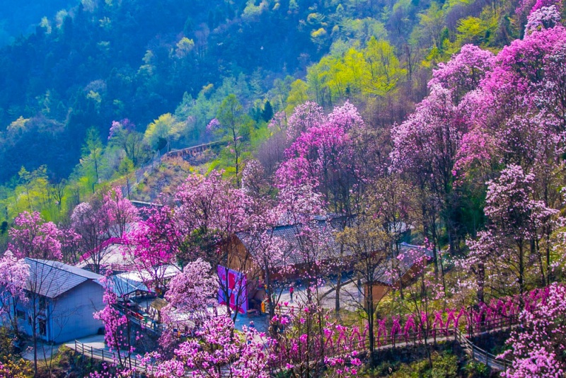 九皇山花溪景
