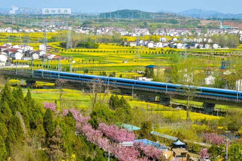 朱鹮梨园油菜花