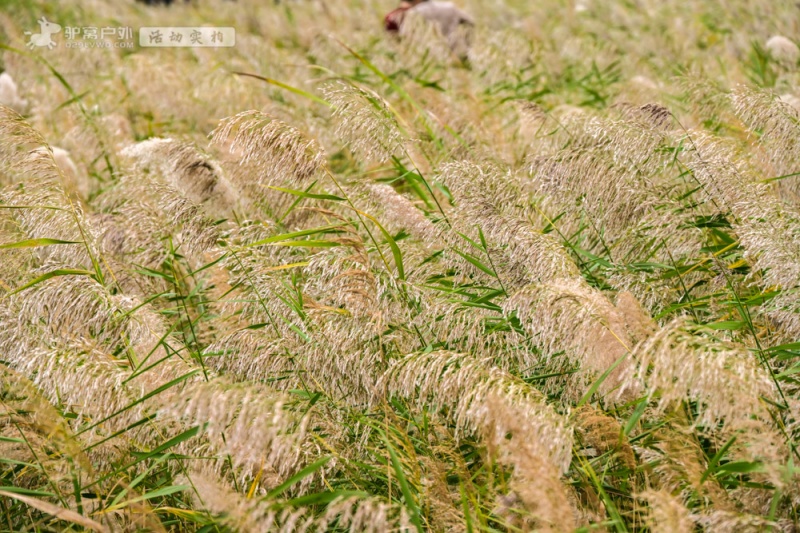 处女泉 秋拍 处女泉 秋拍