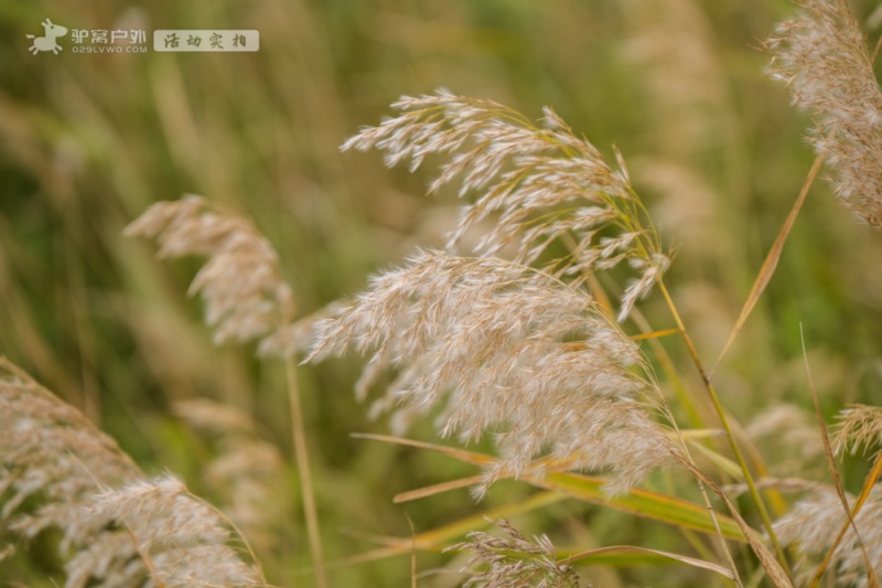 处女泉 秋拍 处女泉 秋拍