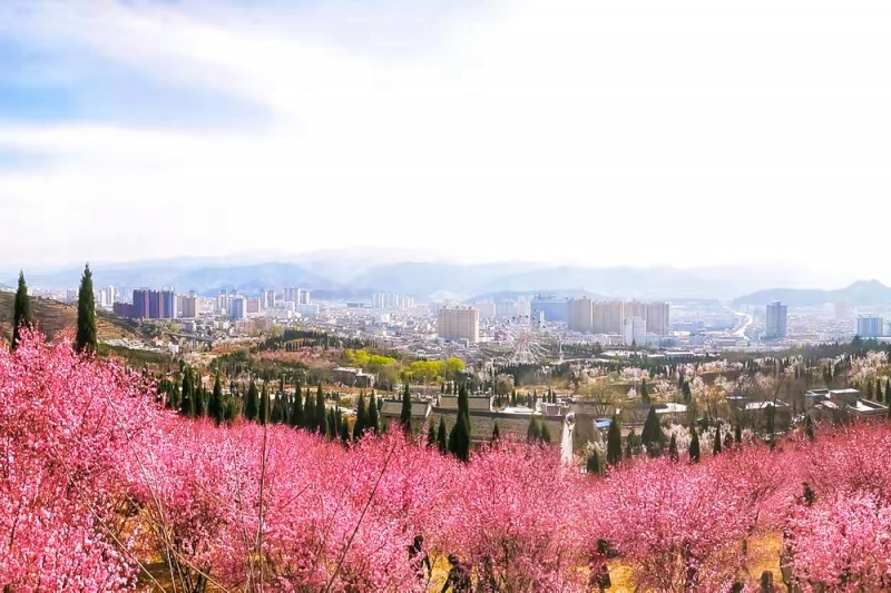 金凤山梅花