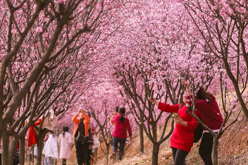 金凤山梅花