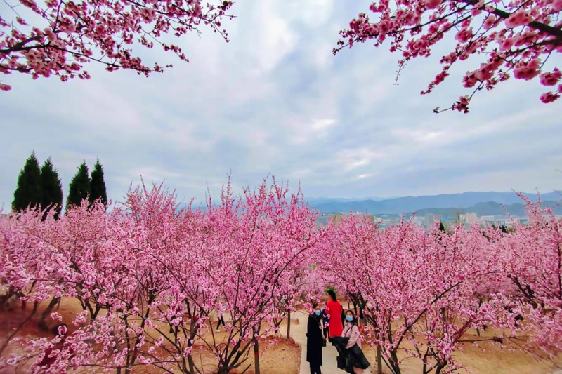 金凤山梅花