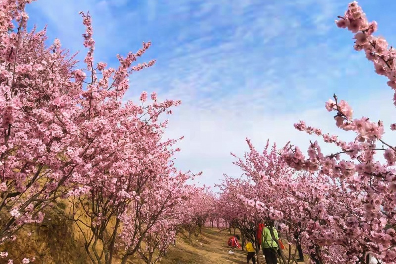 金凤山梅花