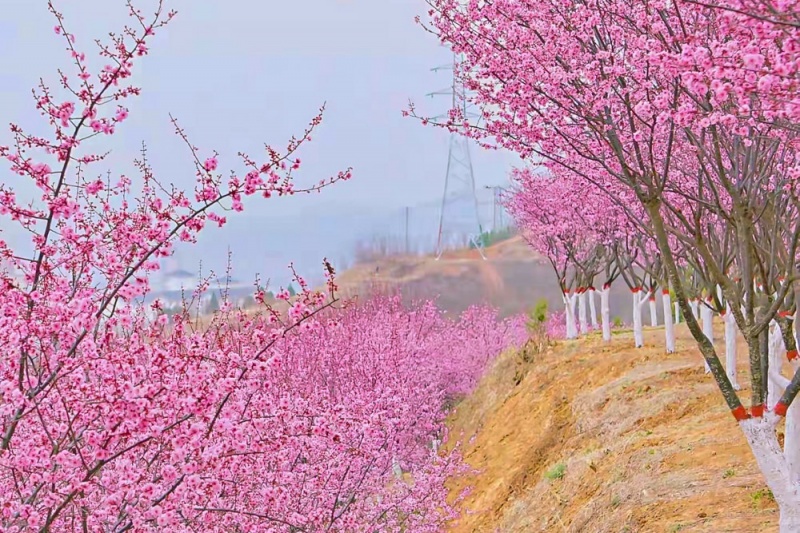 金凤山梅花