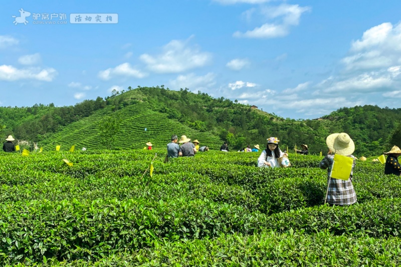 西乡茶园