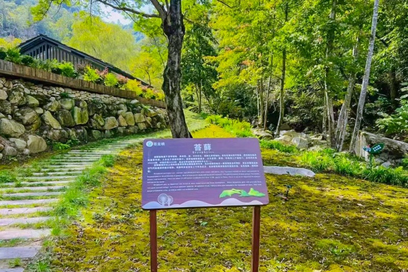 苍龙峡 苔藓谷 (26)