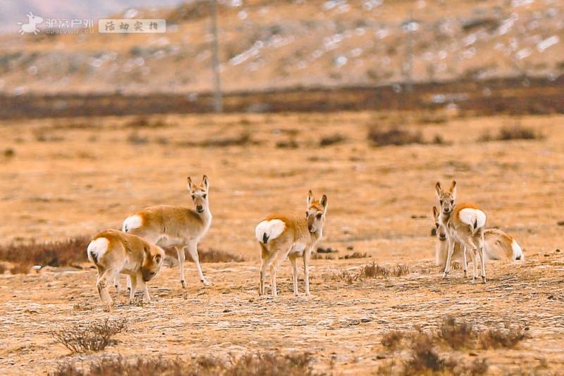 洛隆路景