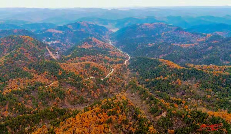 黄陵森林公园